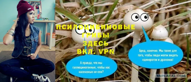 Псилоцибиновые грибы Psilocybine cubensis  кракен ссылки  Инза 